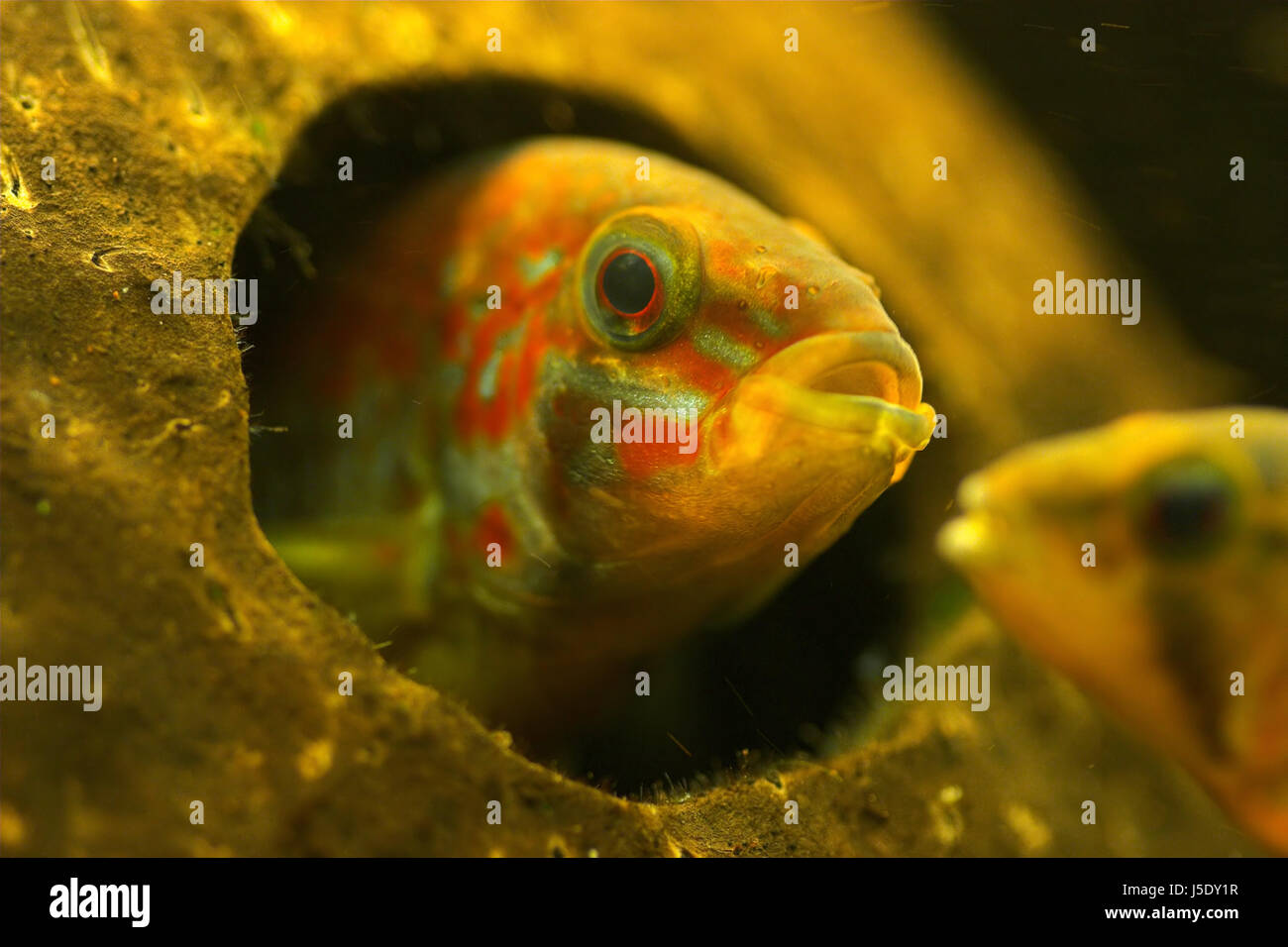 Costruzione casa grotta curiosità acquario di pesci pesci maschi pesce giocattolo razza femmina Foto Stock