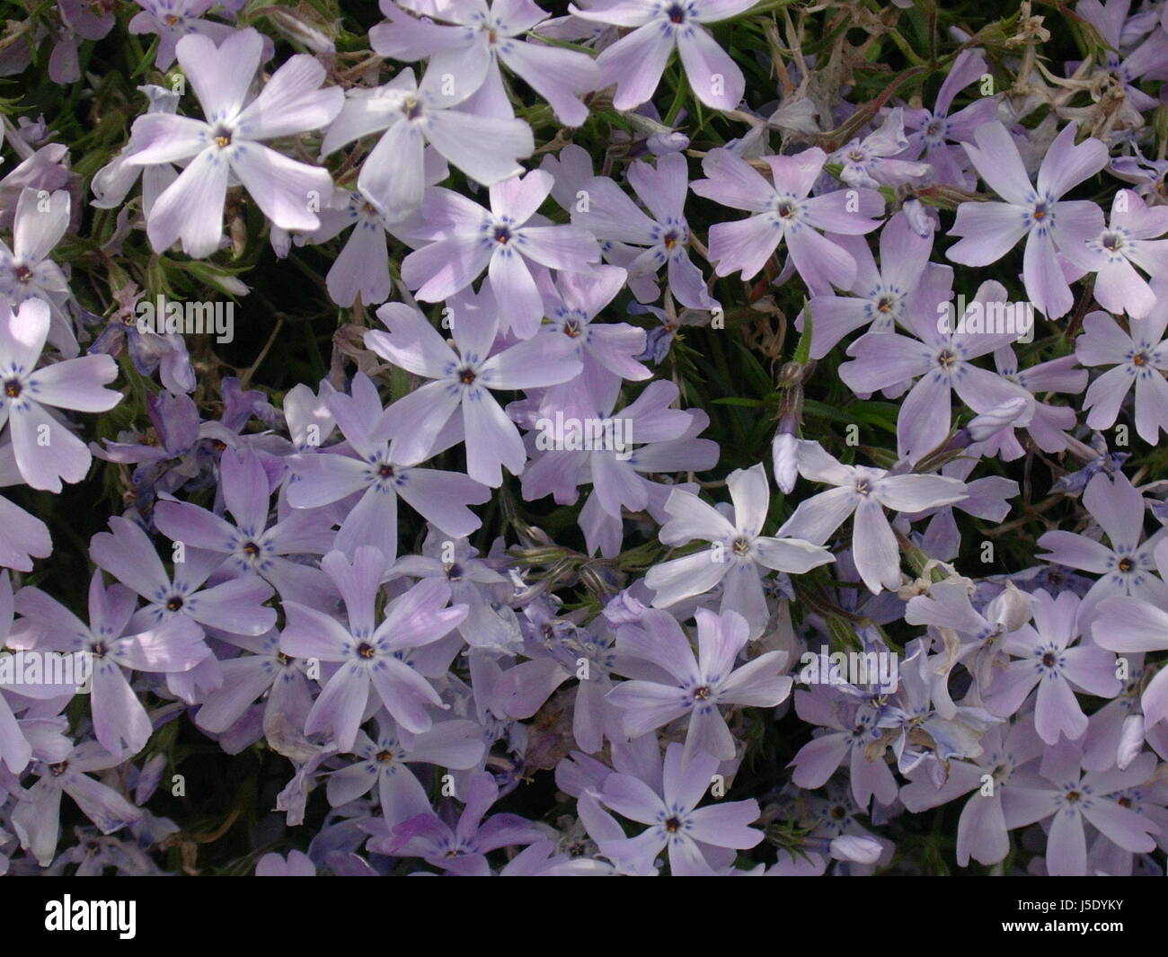 Close up blaukissen viola Foto Stock