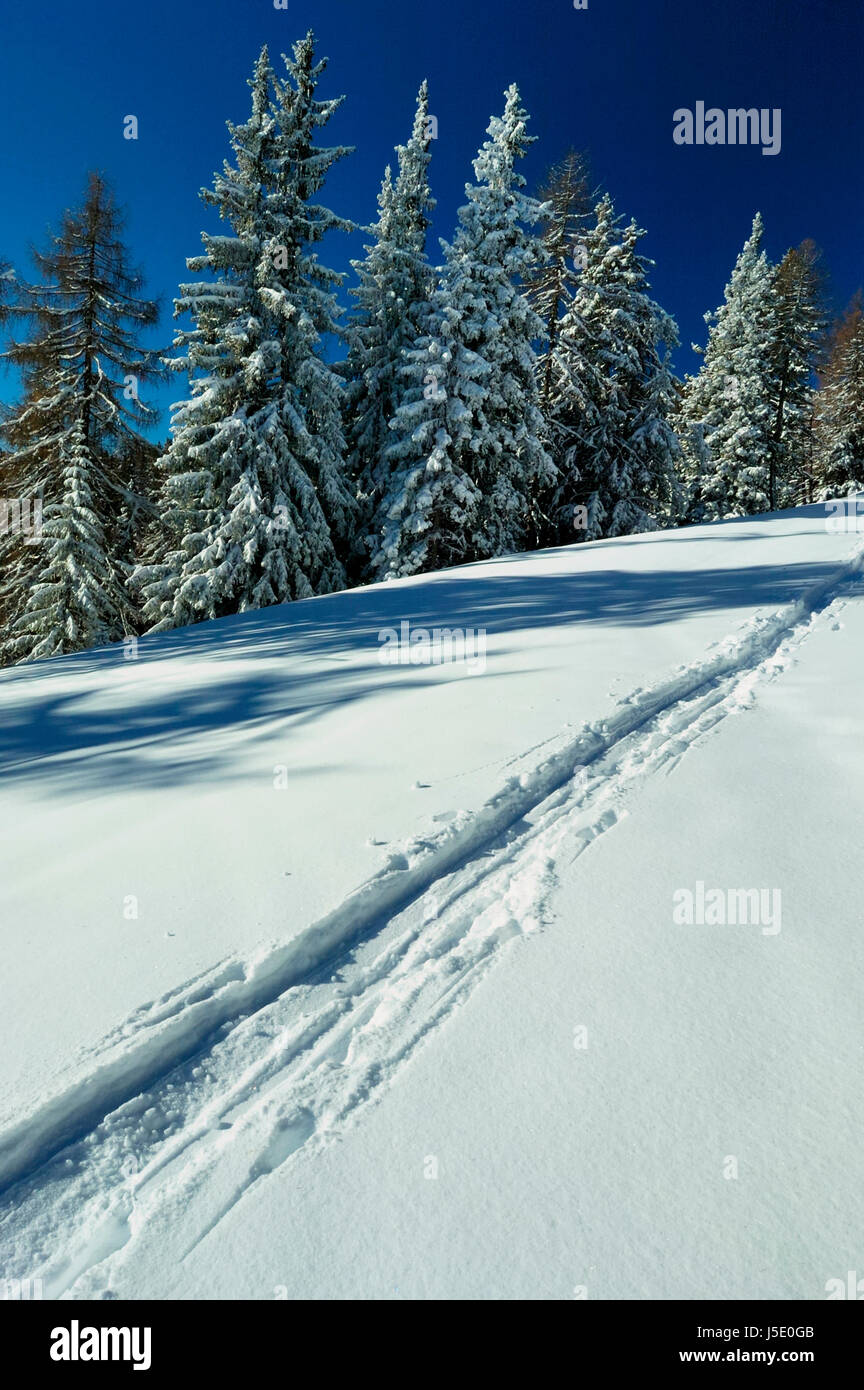 foresta di inverno Foto Stock