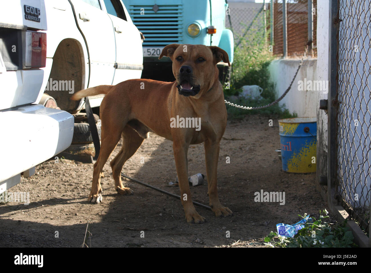 Triste catena di guardia per guardare fuori della protezione animale workshop mull rifiutare il watchdog Foto Stock