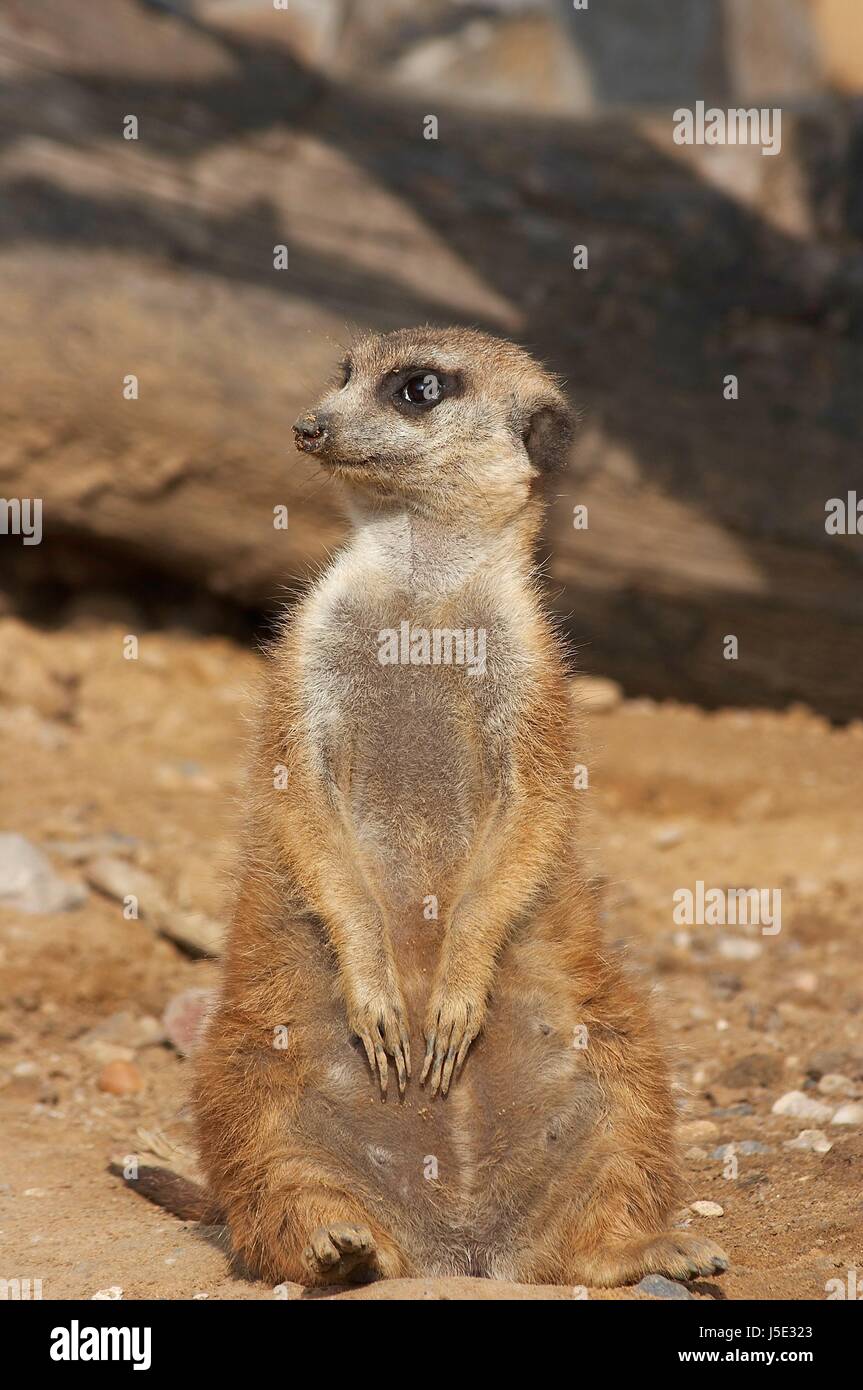 Social vasto deserto bruno marrone brunette grotta savana europea vuota Foto Stock