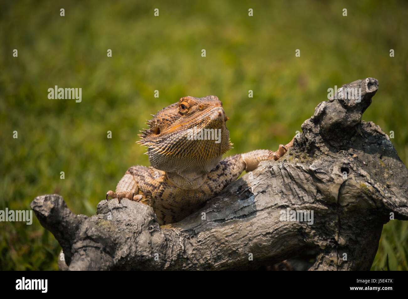 Un barbuto Dragon a sun. Foto Stock