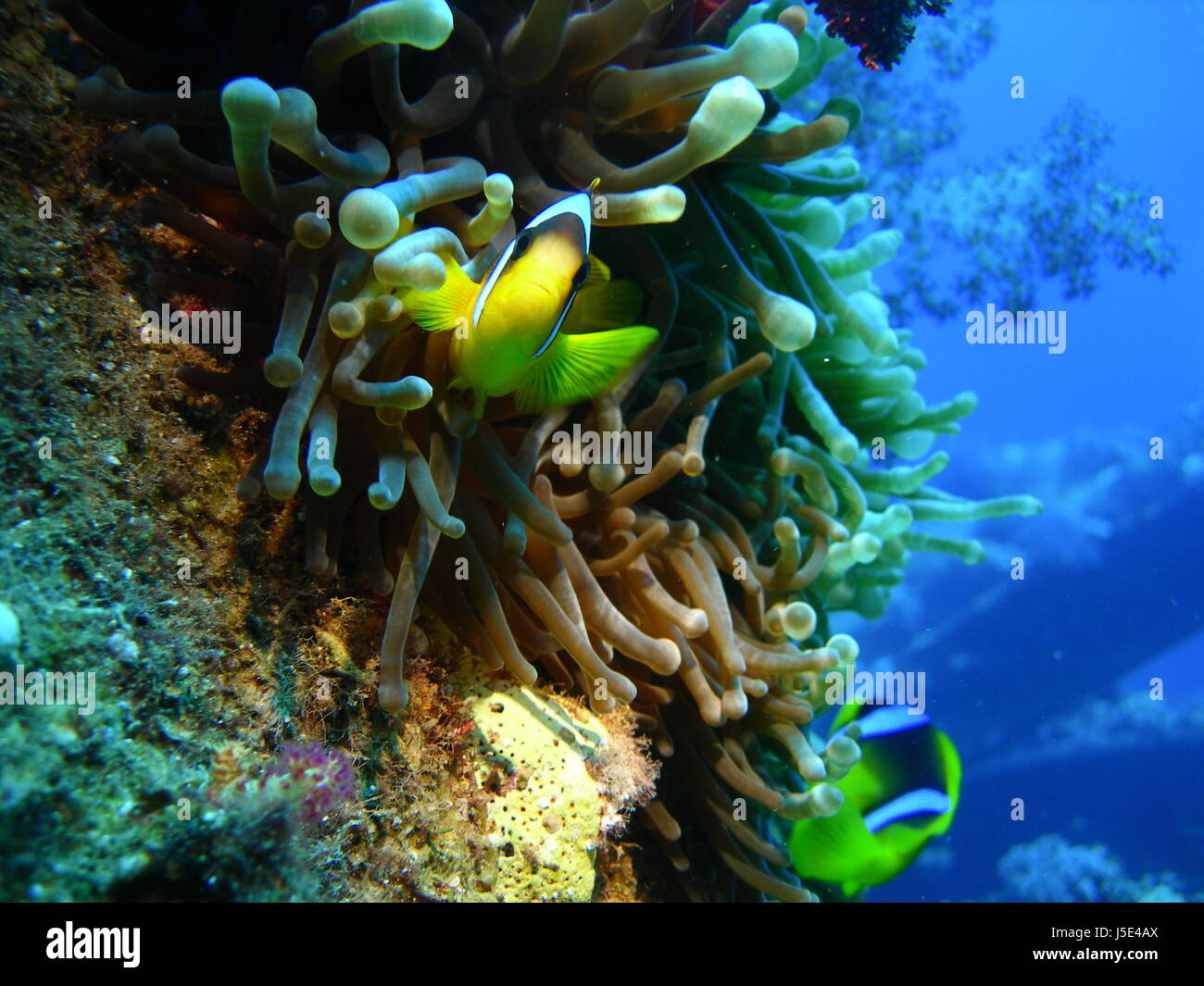 Nemo,pesce,koralen,l'egitto,hurghada,jacek,karolina,czarek Foto Stock