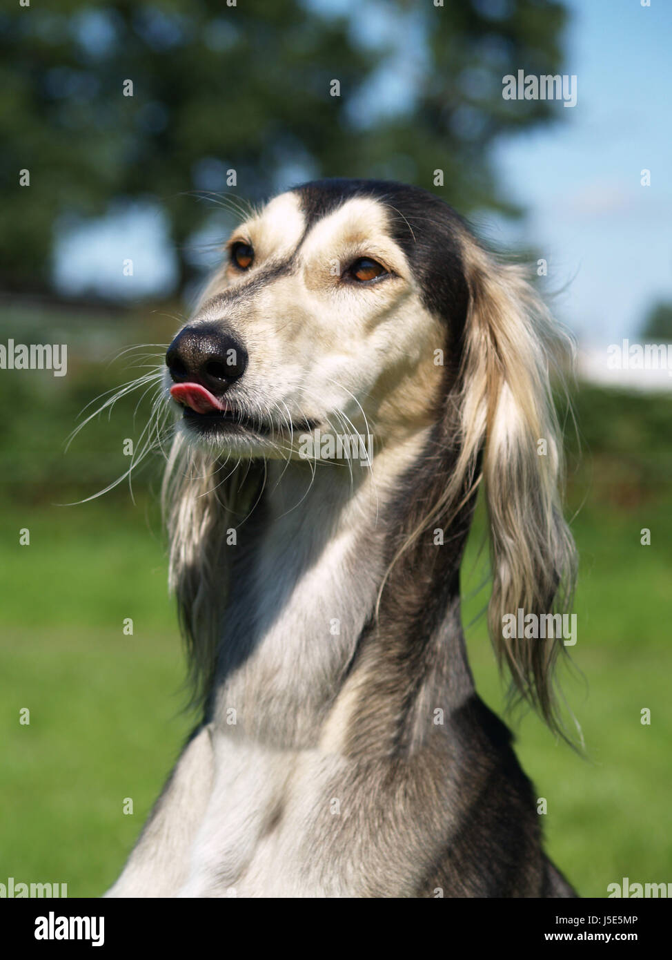 Linguetta di pet animali domestici orecchie pelle cane sede quadra mongrel  collana greyhound prato Foto stock - Alamy