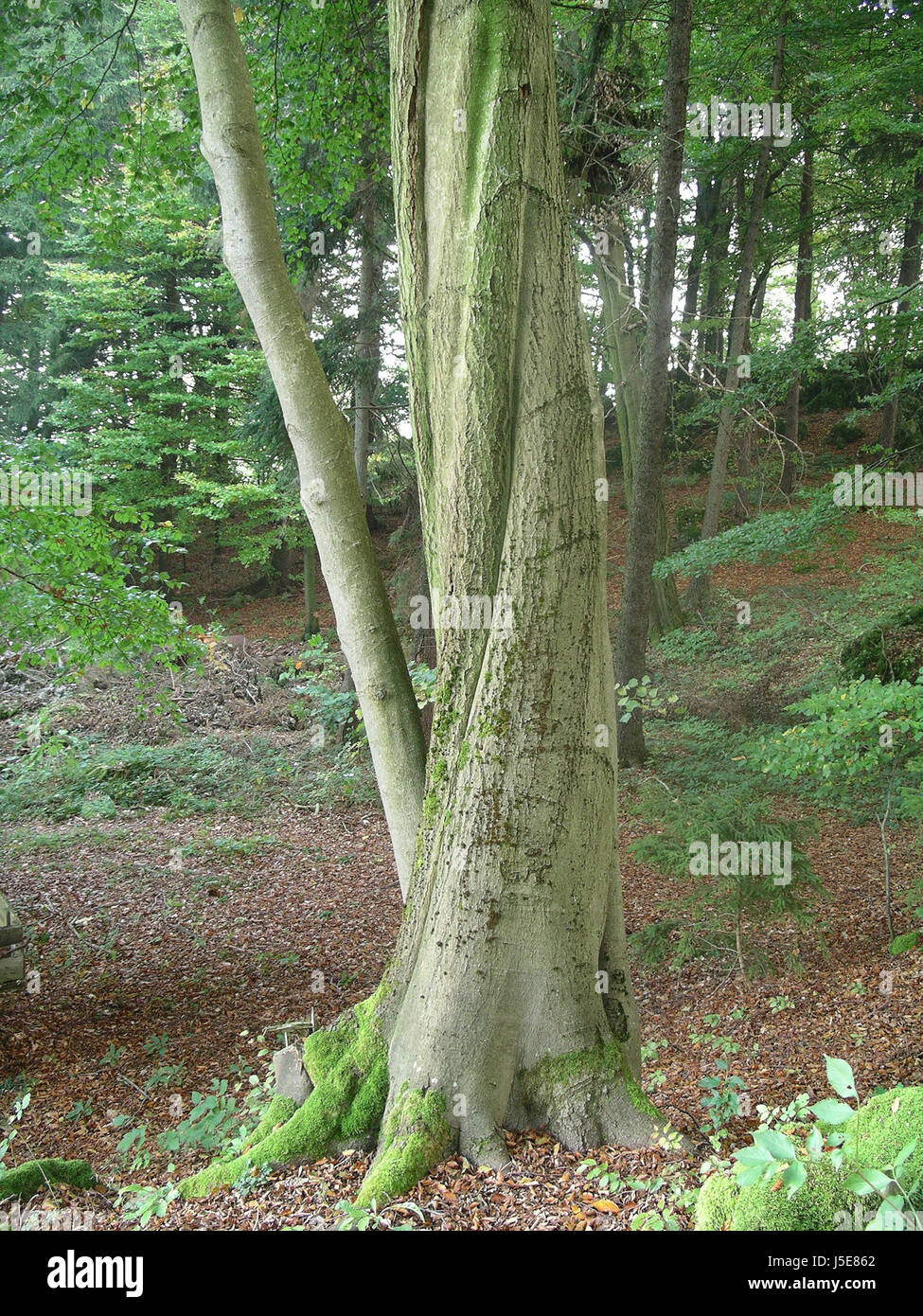 Tree, alberi tronco,tribù,catturati,forest,foglie,fogliame,baumstmme Foto Stock