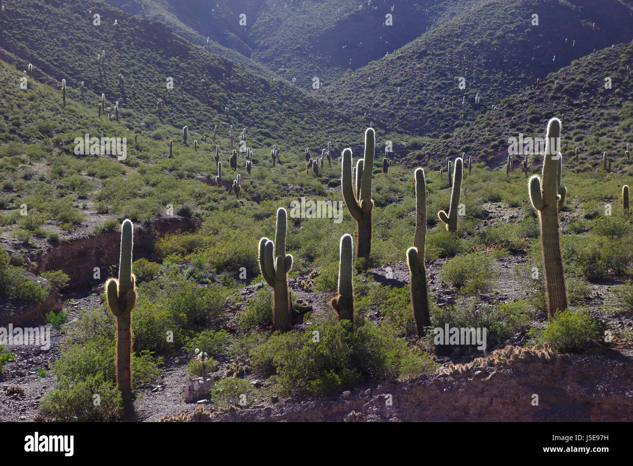 Cactus (cardon grande cactus) vicino a Los Cardones National Park, Provincia di Salta, Argentina Foto Stock