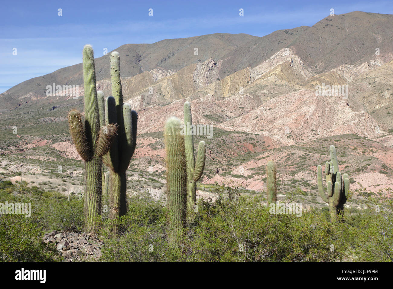 Cactus (cardon grande cactus) vicino a Los Cardones National Park, Provincia di Salta, Argentina Foto Stock