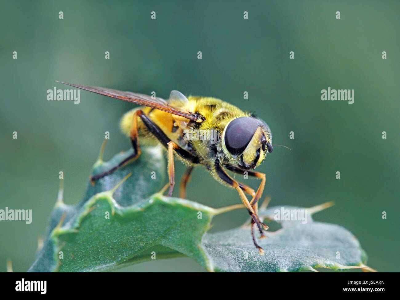 Animale insetto giallo fly macro close-up di ammissione macro vista ravvicinata animale Foto Stock