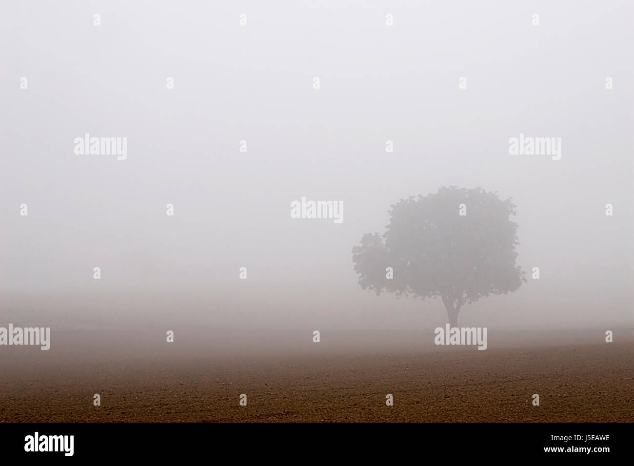 Struttura campo invernale nebbia hesse campi acro terra terra realty bucolica agraria Foto Stock