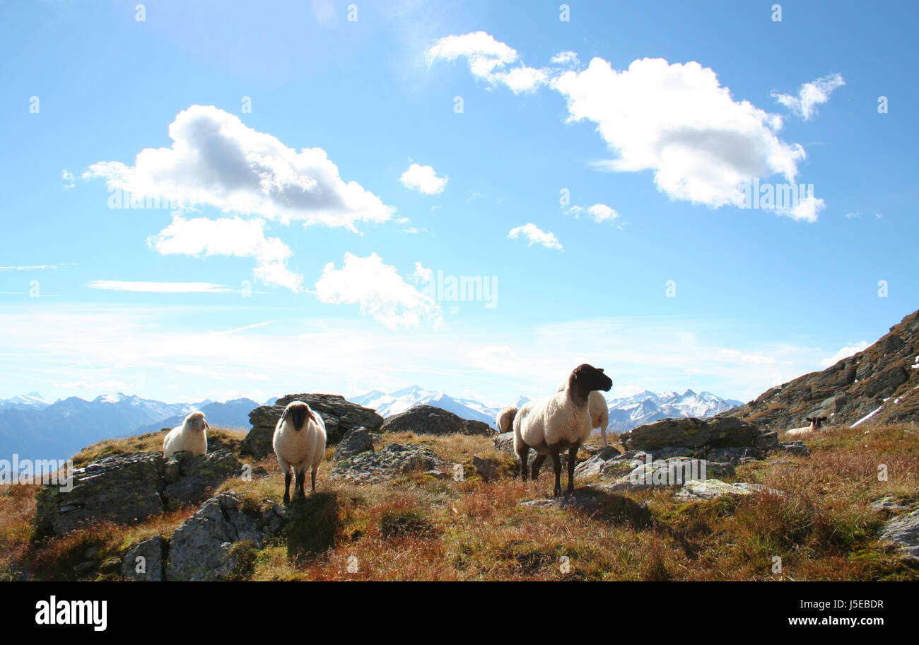 Tirolese pecore di montagna Foto Stock