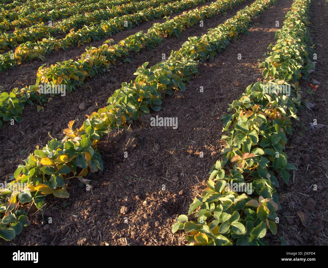 Pick Verde Agricoltura Agricoltura campo di coltivazione acri impostazione strutture sun Foto Stock