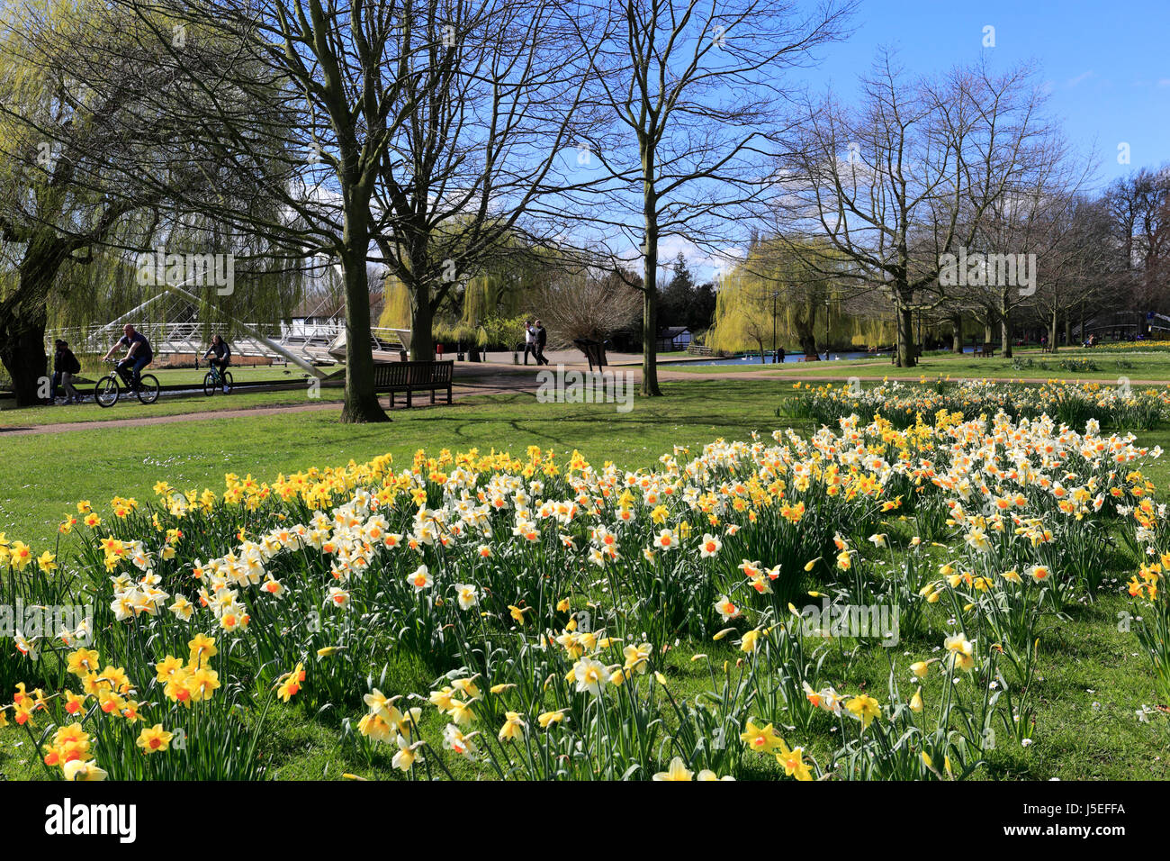 Fiori di Primavera, il Fiume Great Ouse terrapieno di notte, Bedford città; Bedfordshire County, England, Regno Unito Foto Stock