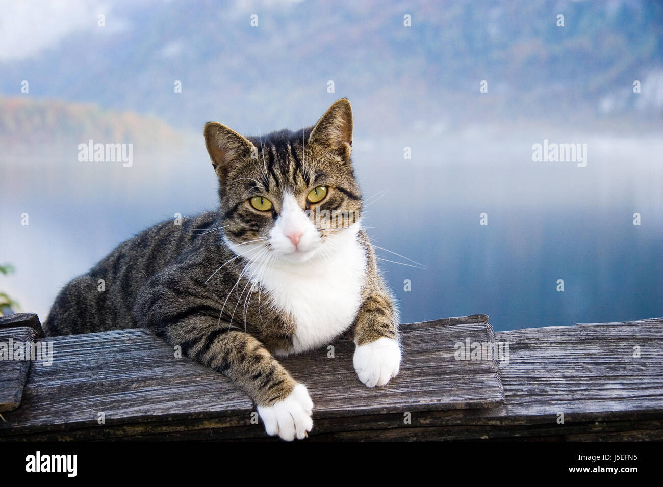 Animali gli occhi di nebbia cat gatto grande predatore felino tiger look sguardo vedere visualizzazione Foto Stock