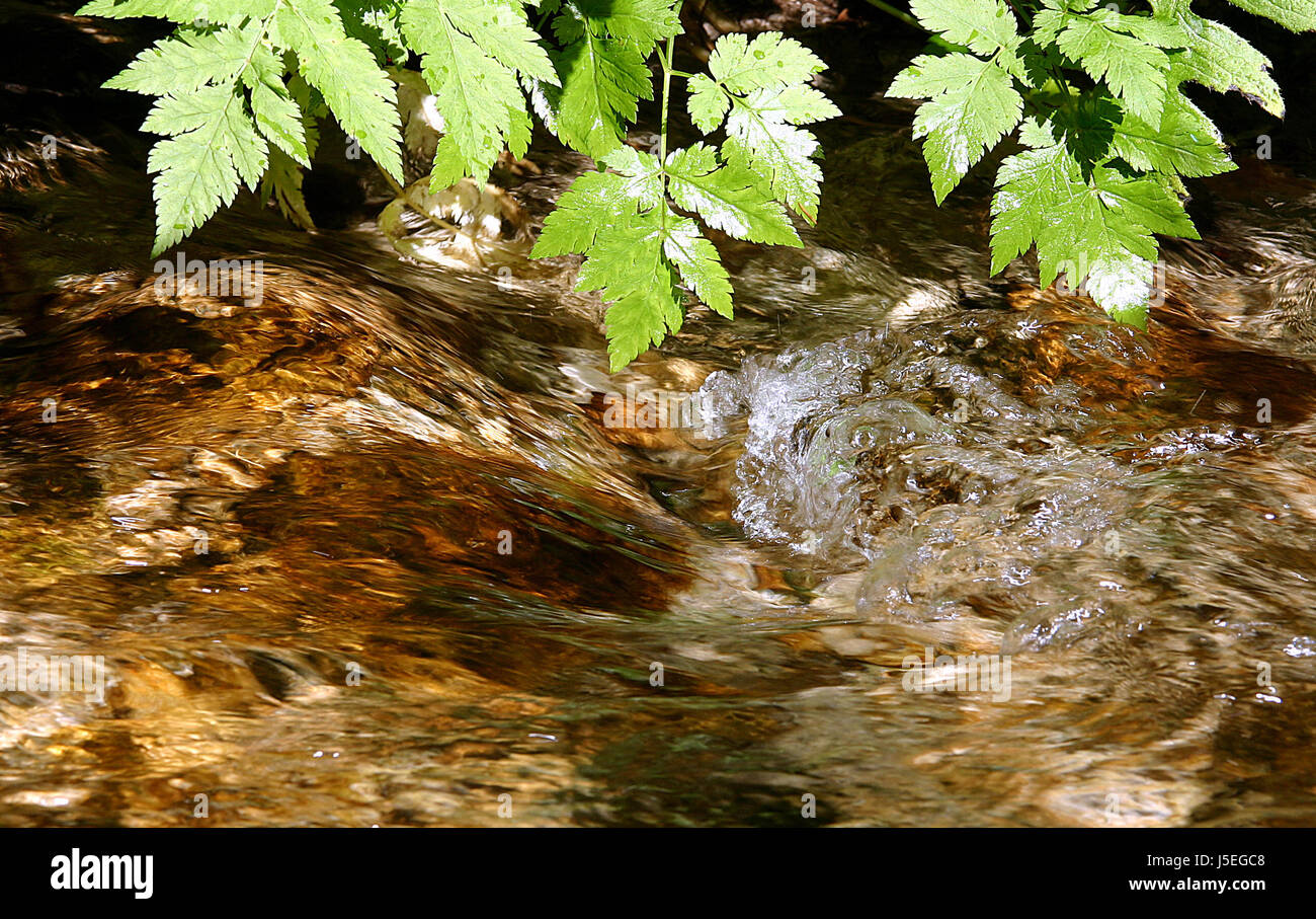 Gli austriaci flusso ristoro wet rinfrescante vortici Creek Gold River Foto Stock