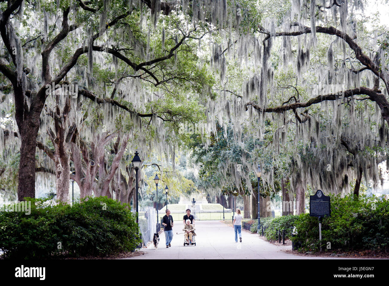 Georgia Savannah, Savannah Historic District, Forsyth Park, percorso ombreggiato, muschio drappeggiato albero, uomo uomini maschio adulti, donna donne, cane, famiglia famil Foto Stock