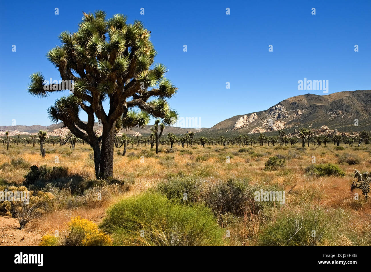 Deserto Deserto usa rock california america secco arbusto seccata arido scenario Foto Stock