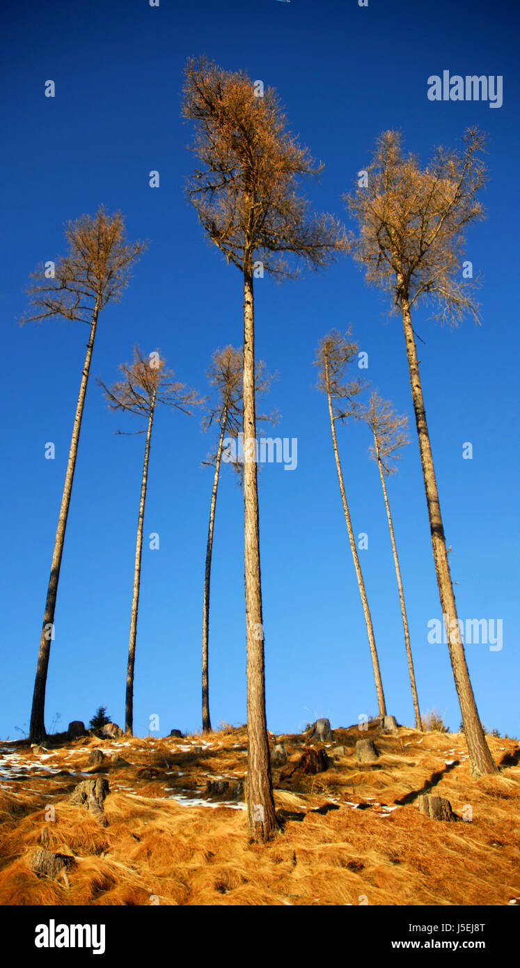 Alberi ad albero alp carinzia strappo di discesa verso il basso in legno le allodole wintereinbruch Foto Stock