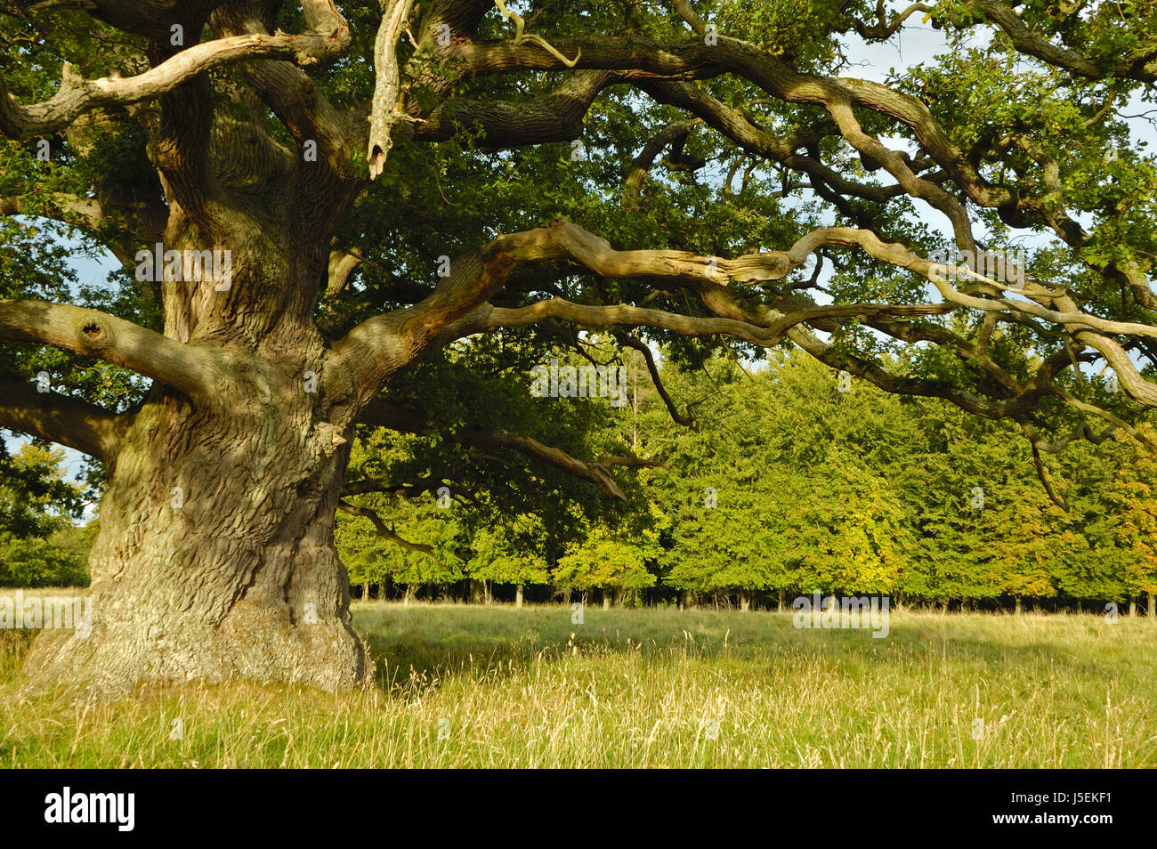 quercia Foto Stock