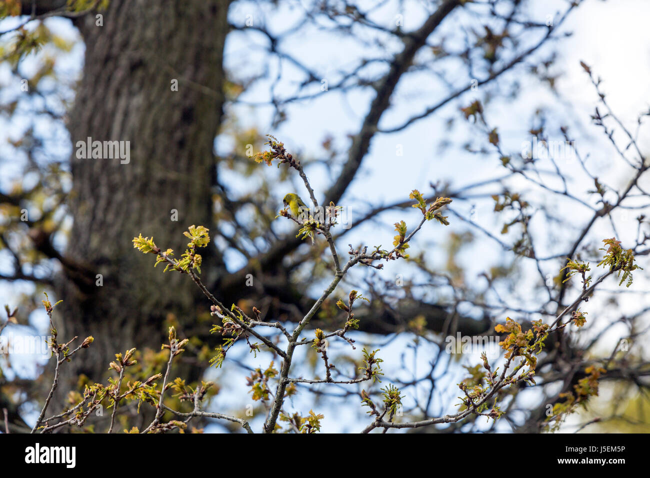 Eurasian lucherino , Spinus spinus è un piccolo uccello passerine in finch famiglia Fringillidae. Arne RSPB riserva, Arne, Dorset, England, Regno Unito Foto Stock