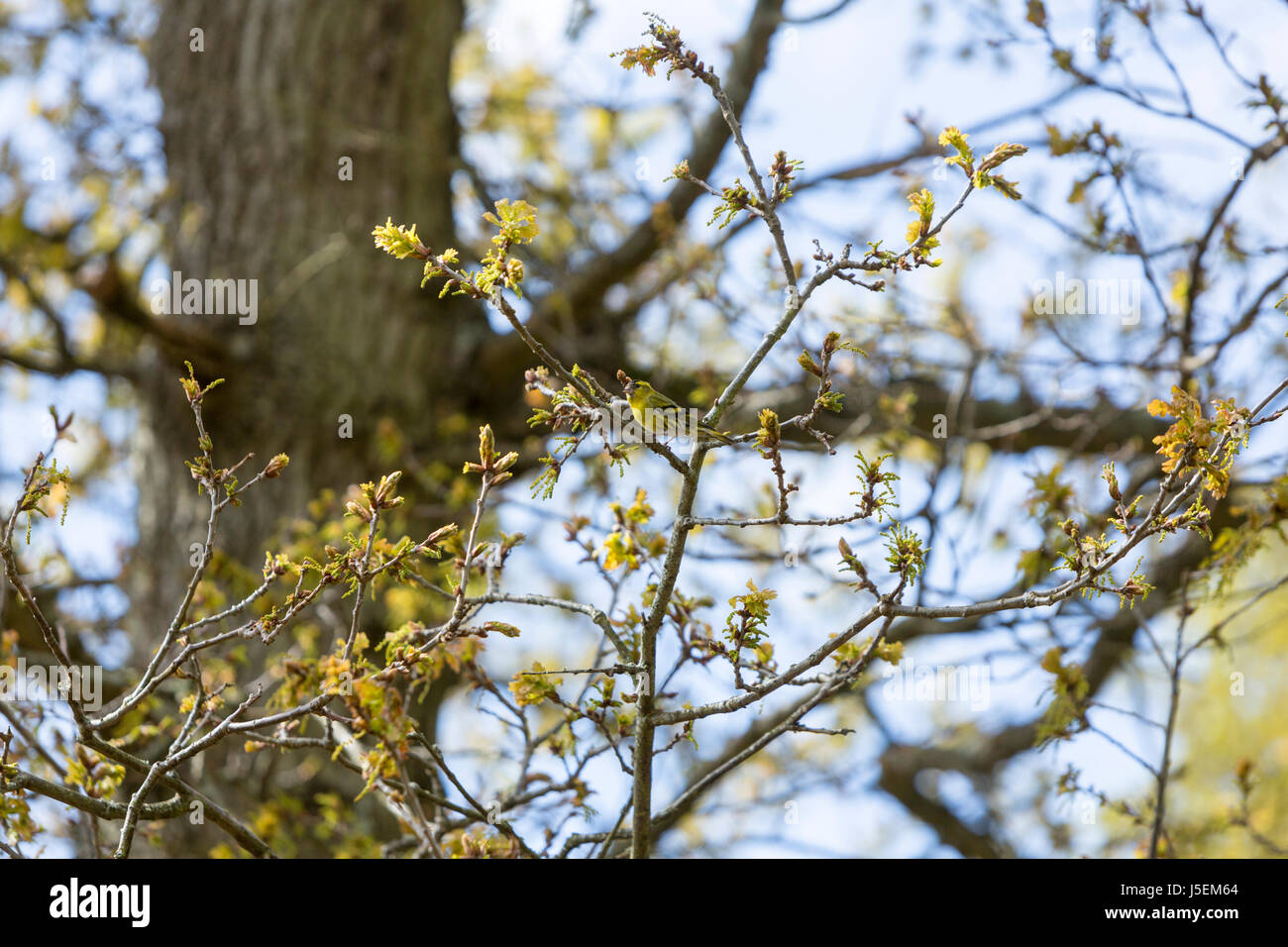 Eurasian lucherino , Spinus spinus è un piccolo uccello passerine in finch famiglia Fringillidae. Arne RSPB riserva, Arne, Dorset, England, Regno Unito Foto Stock