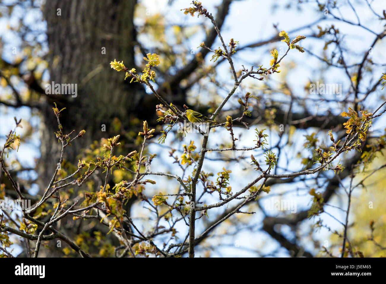 Eurasian lucherino , Spinus spinus è un piccolo uccello passerine in finch famiglia Fringillidae. Arne RSPB riserva, Arne, Dorset, England, Regno Unito Foto Stock