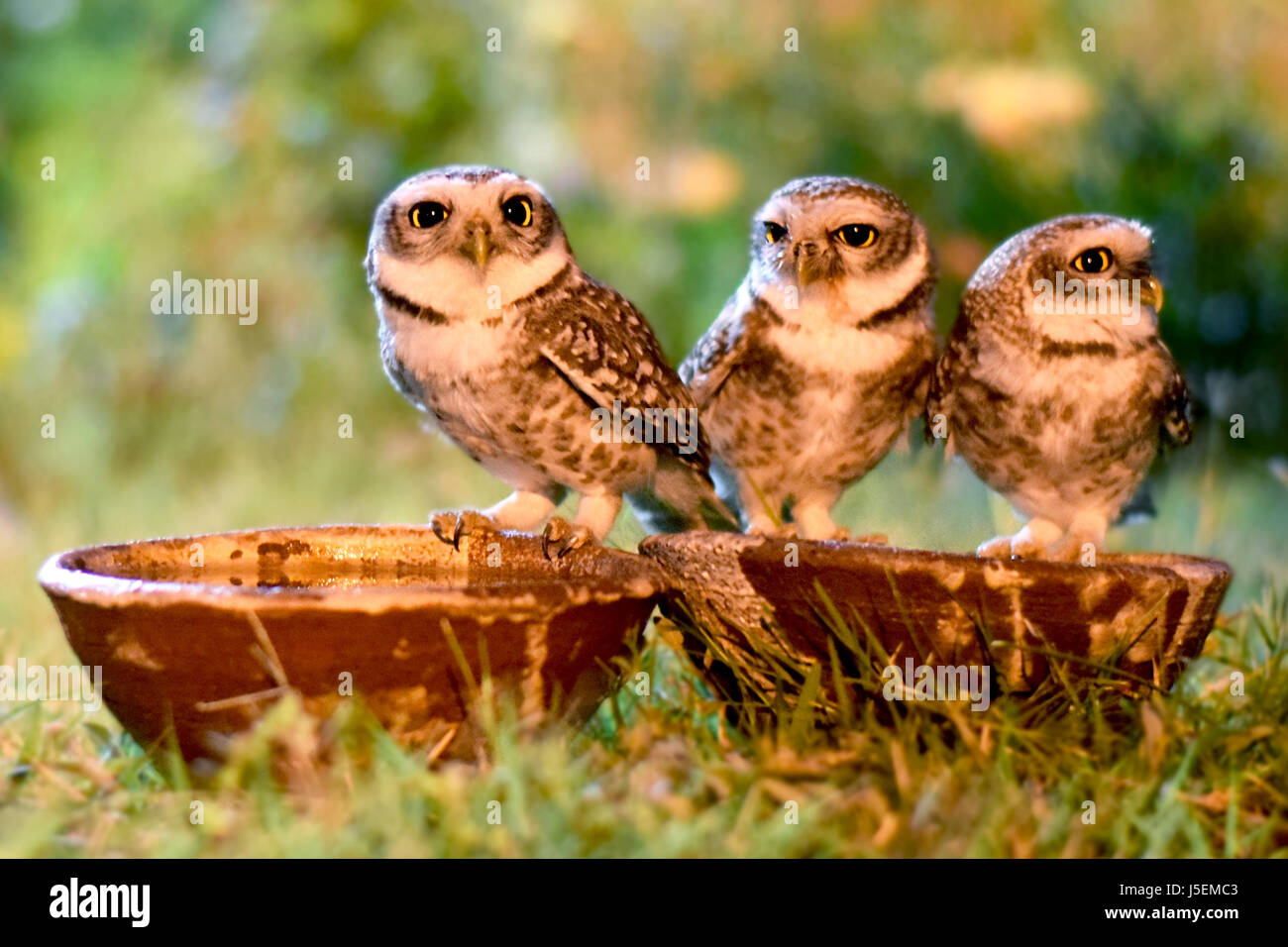 Thristy Owlets nella notte Foto Stock