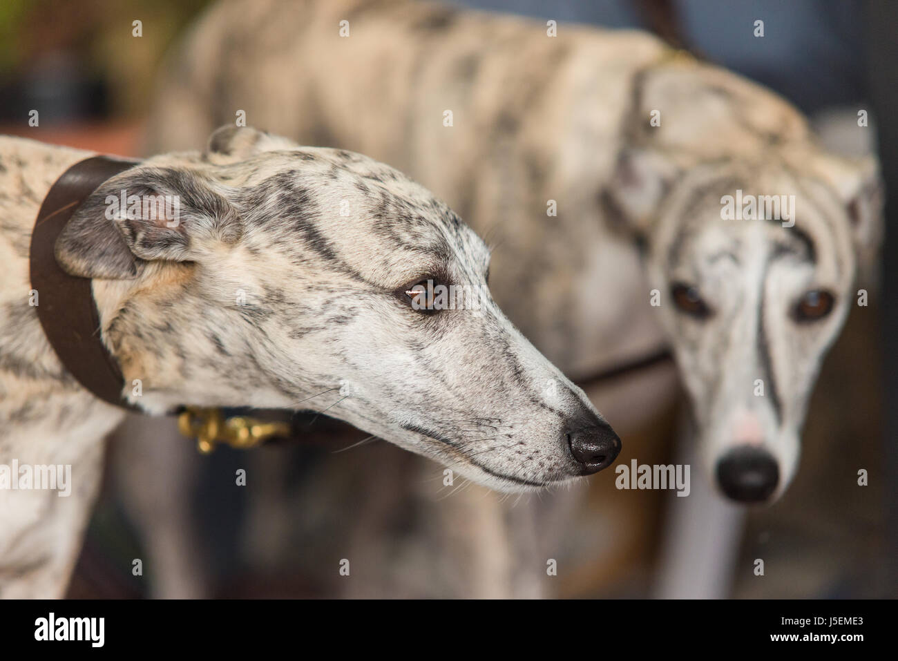 Ritratto di un adulto spagnolo cane Greyhound Foto Stock