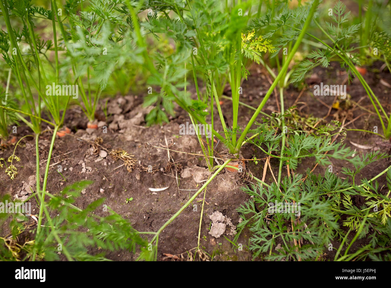 Carote cresce in estate letto giardino Foto Stock