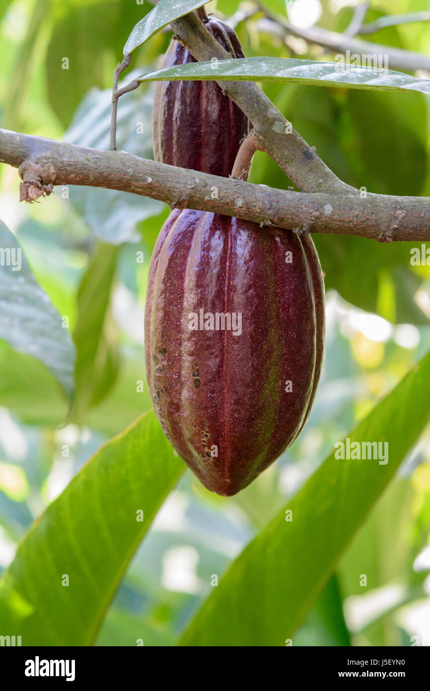 Il cacao Cialde appeso a un albero in un giardino delle spezie in Kerala, India del Sud, Sud Asia Foto Stock