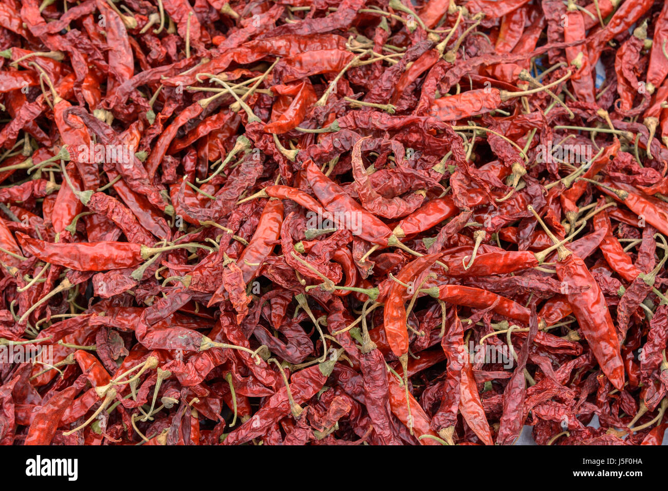 Peperoncini ripieni di essiccazione al sole il Kerala, India del Sud, Sud Asia. Noto anche come peperoncino e pepe cile. Foto Stock