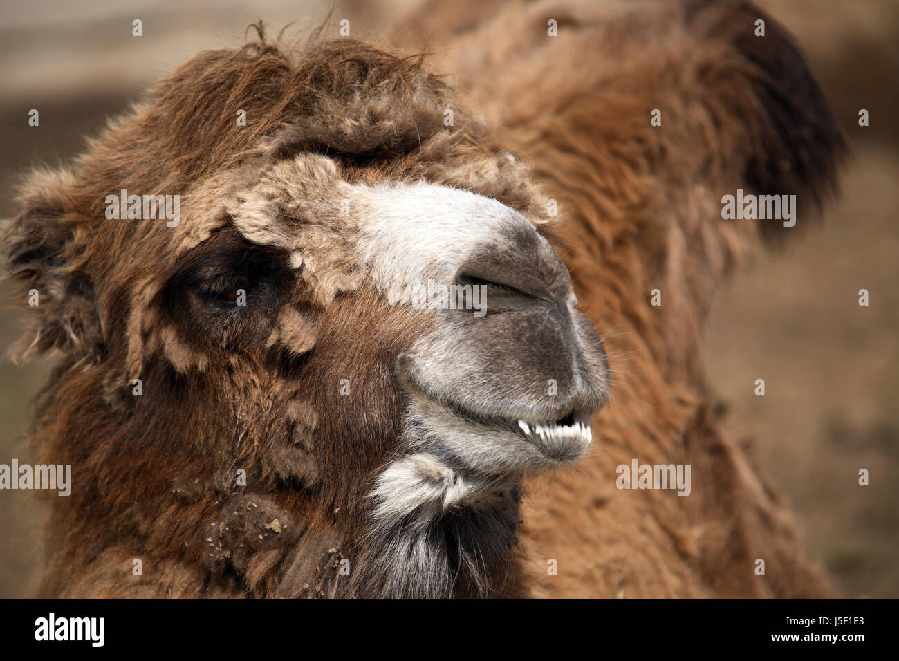 Vecchio cammello ritratto su sfondo marrone. Extreme closeup Foto Stock