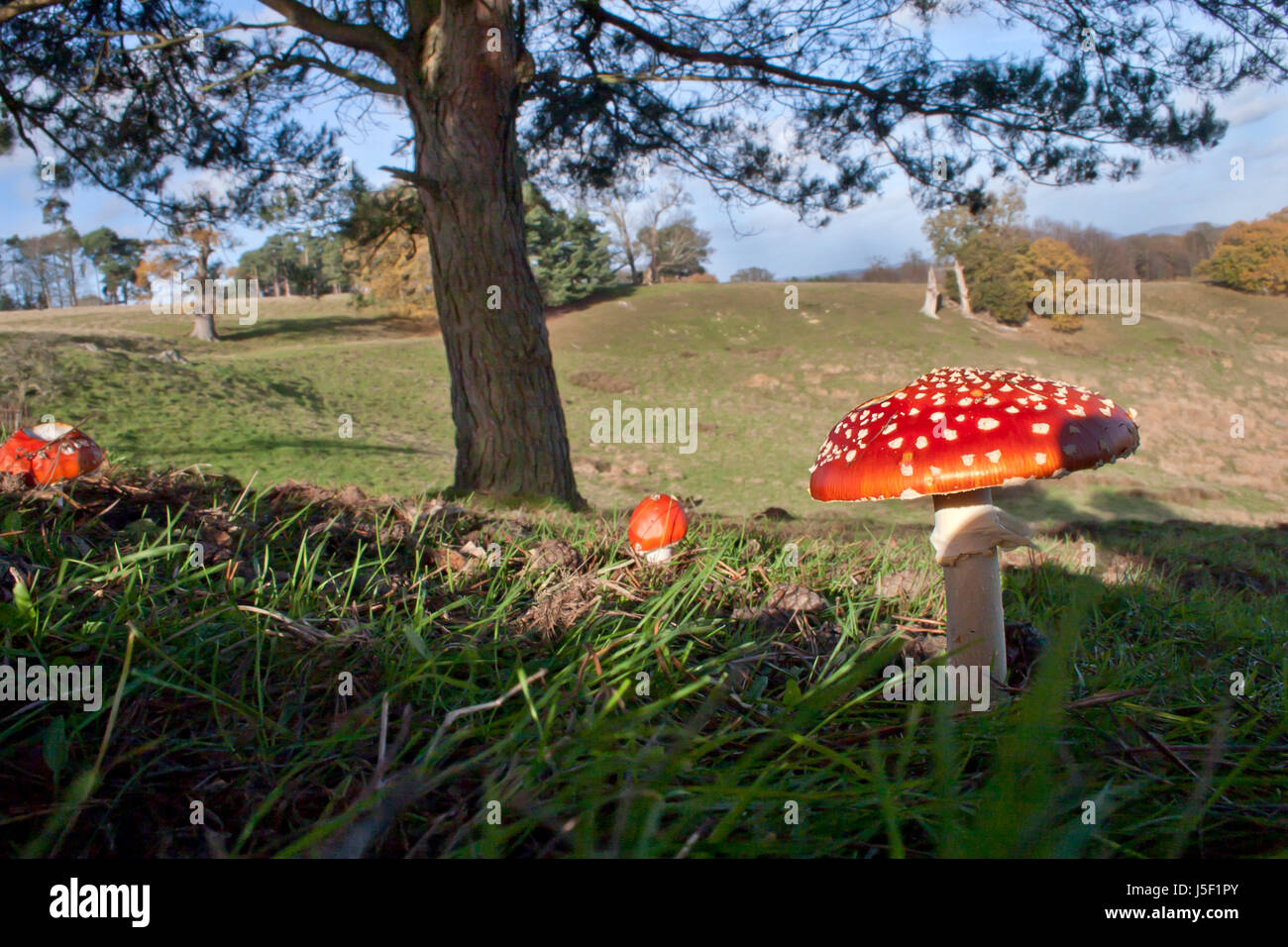 Fly agaric (amanita muscaria), di corpi fruttiferi, Petworth Park, West Sussex Foto Stock