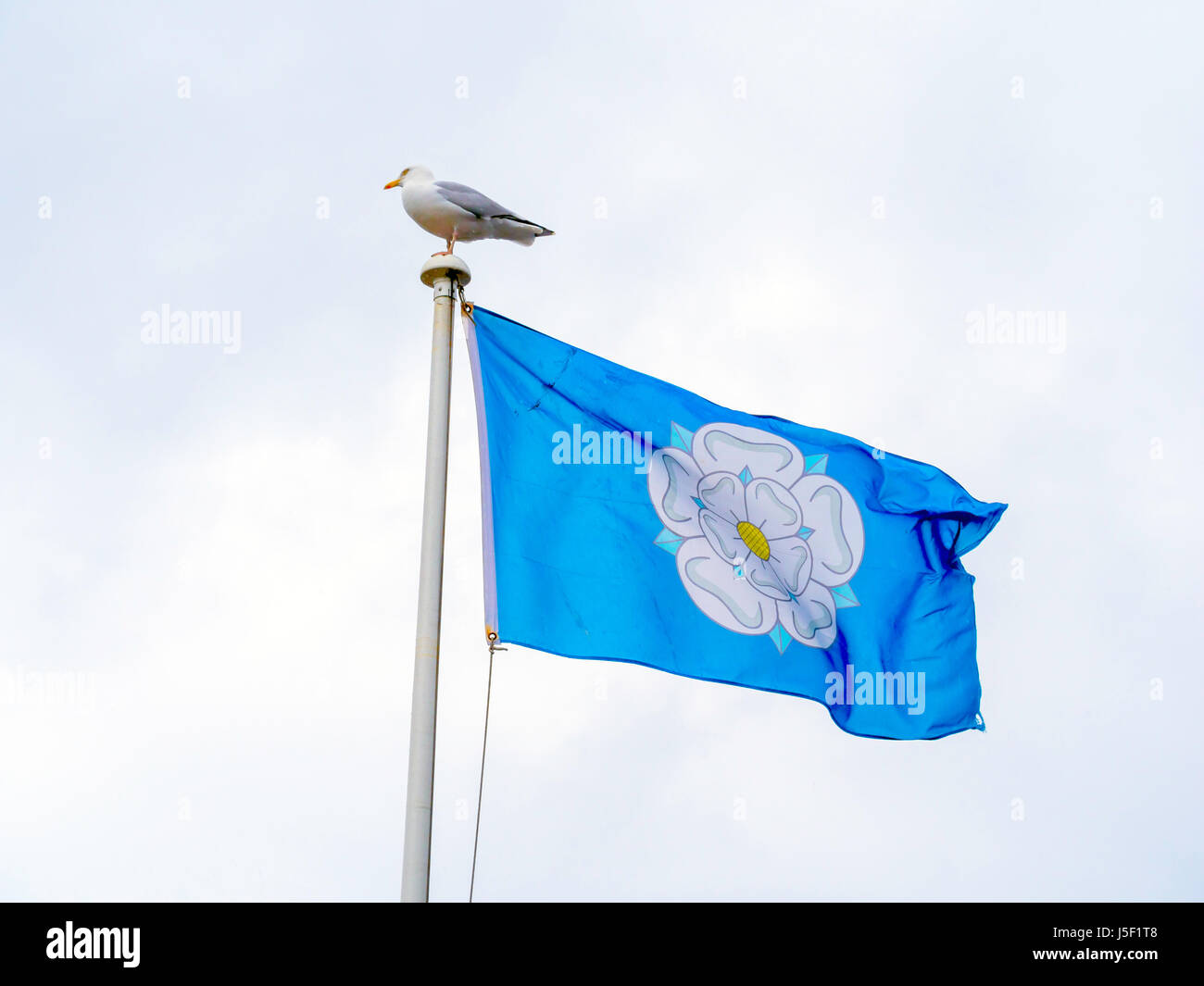 Un aringa gull Larus argentatus appollaiato su un pennone battenti gazzetta ufficiale di Yorkshire County bandiera con una rosa bianca su fondo blu Foto Stock