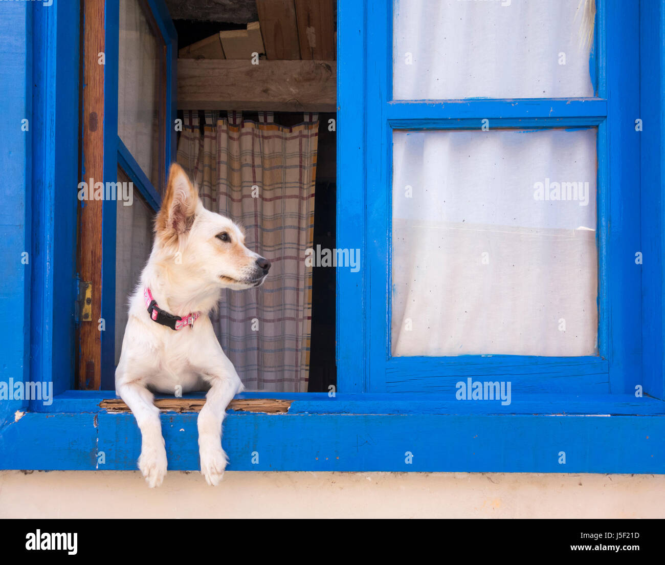 Cane guardando fuori della finestra in Spagna Foto Stock