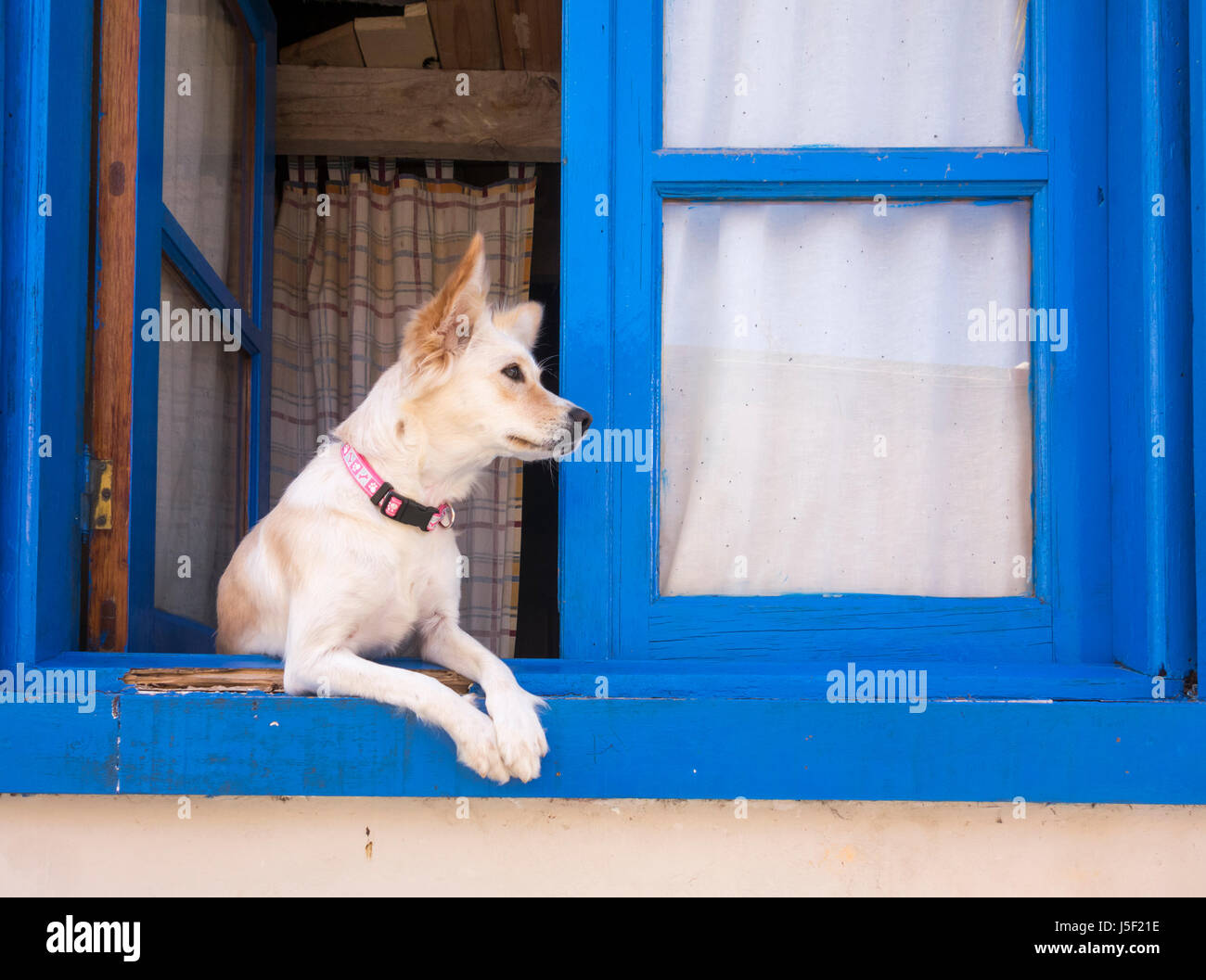 Cane guardando fuori della finestra in Spagna Foto Stock