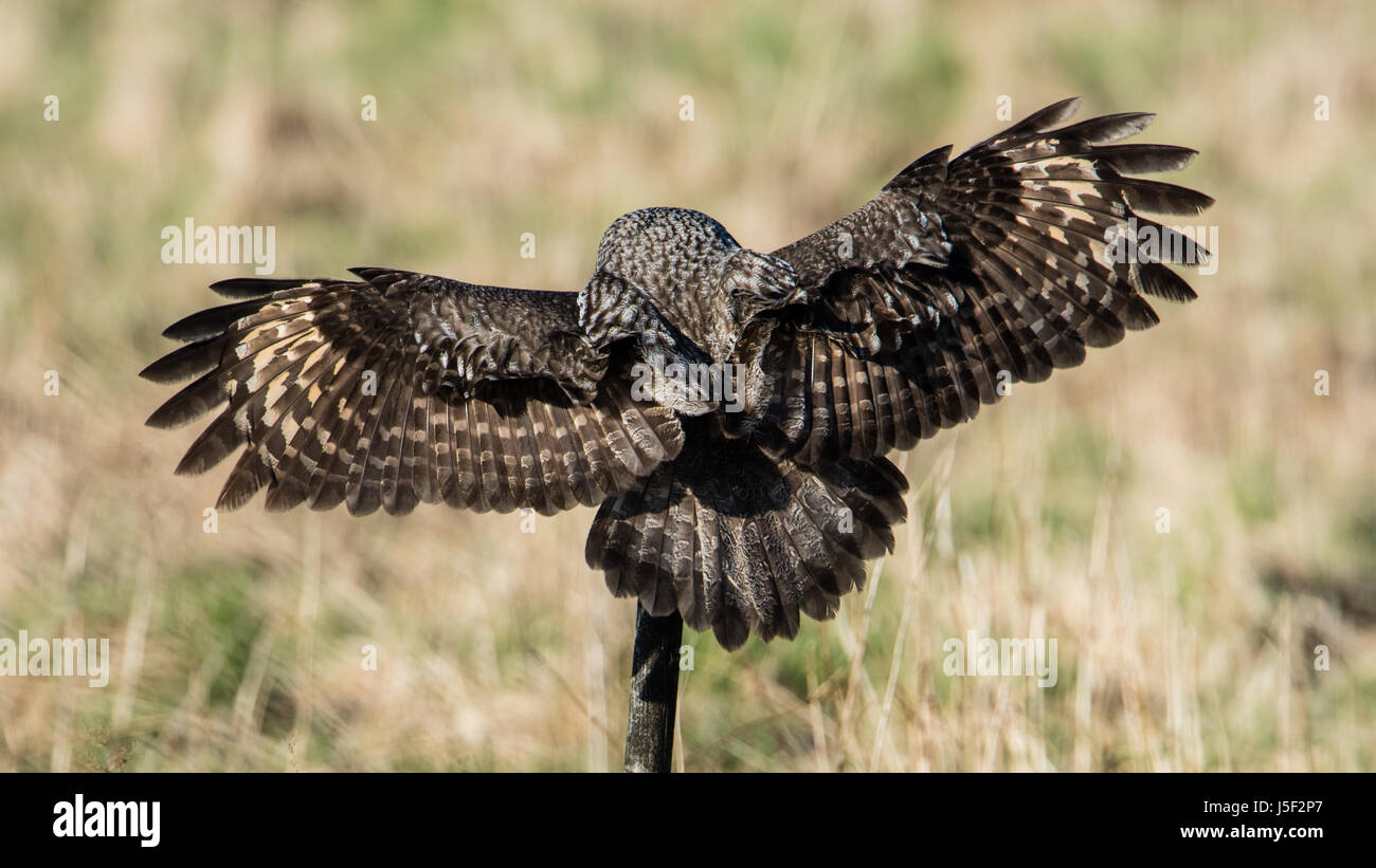 Un grande grigio Allocco (Strix Nebulosa) mostra il suo piumaggio fantastico mentre scendendo su un roundpole con un bello sfondo sfocato. Foto Stock