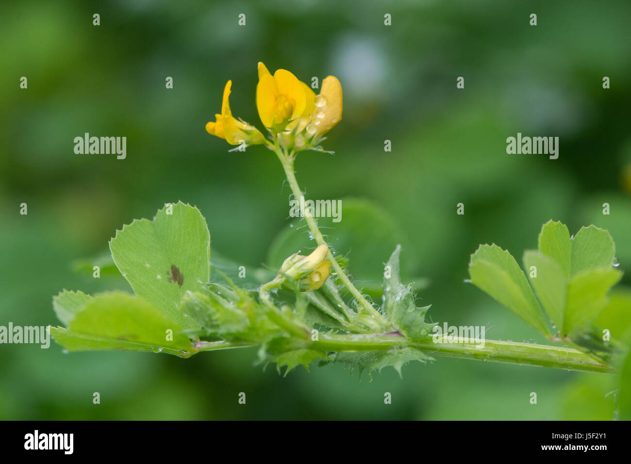 Spotted medick (Medicago arabica) in fiore. Fiore giallo e distintivo di volantini con chiazze scure nel centro di impianto in famiglia di pisello (Fabaceae) Foto Stock