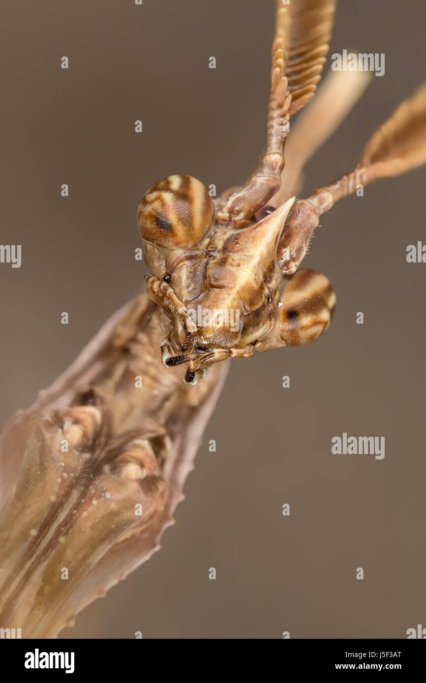 Una bella Empusa pennata adulto malemacro ritratto Foto Stock