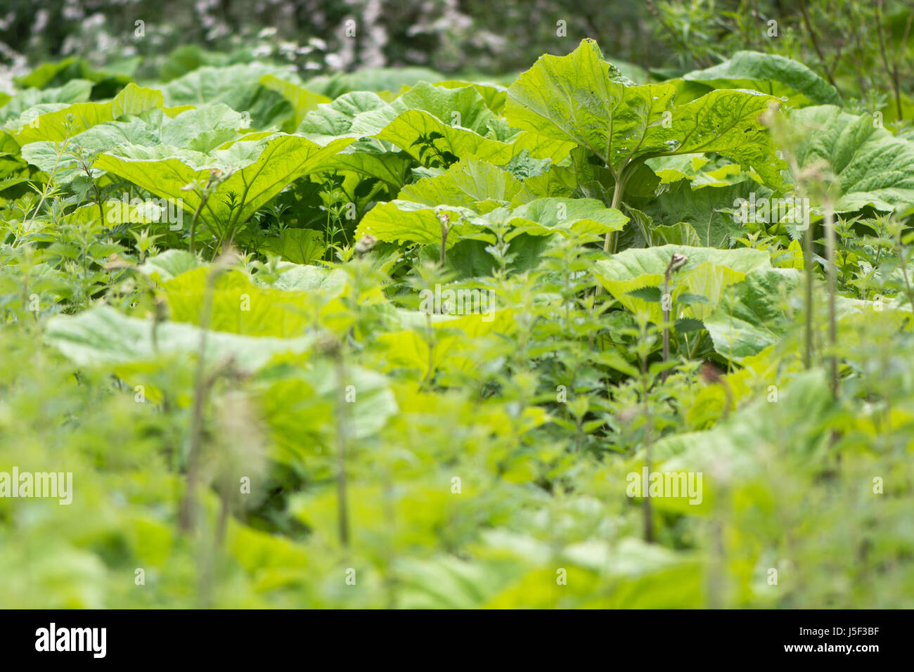 Butterbur (Petasites hybridus) foglie grandi. Massa del cuore a forma di foglie di piante in famiglia a margherita (Asteraceae) cresce in umido bosco britannico Foto Stock