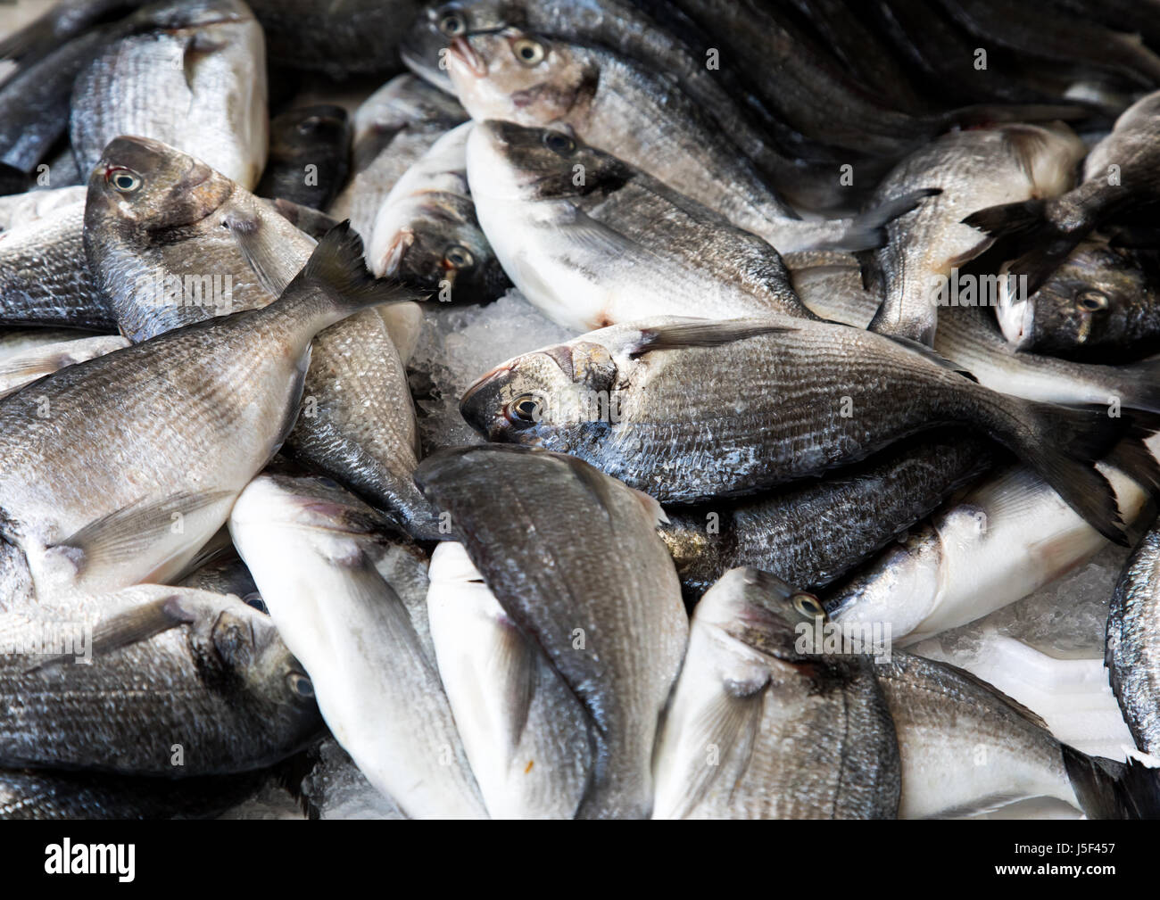 Pesci freschi al mercato, governatorato del sud, pneumatico, Libano Foto Stock