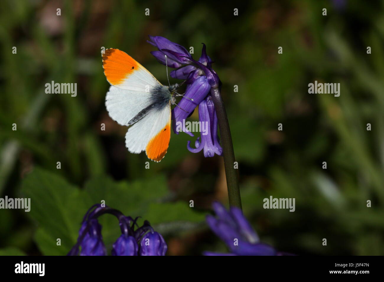 Arancio maschio-punta Butterfly (nectaring su Bluebells) Foto Stock