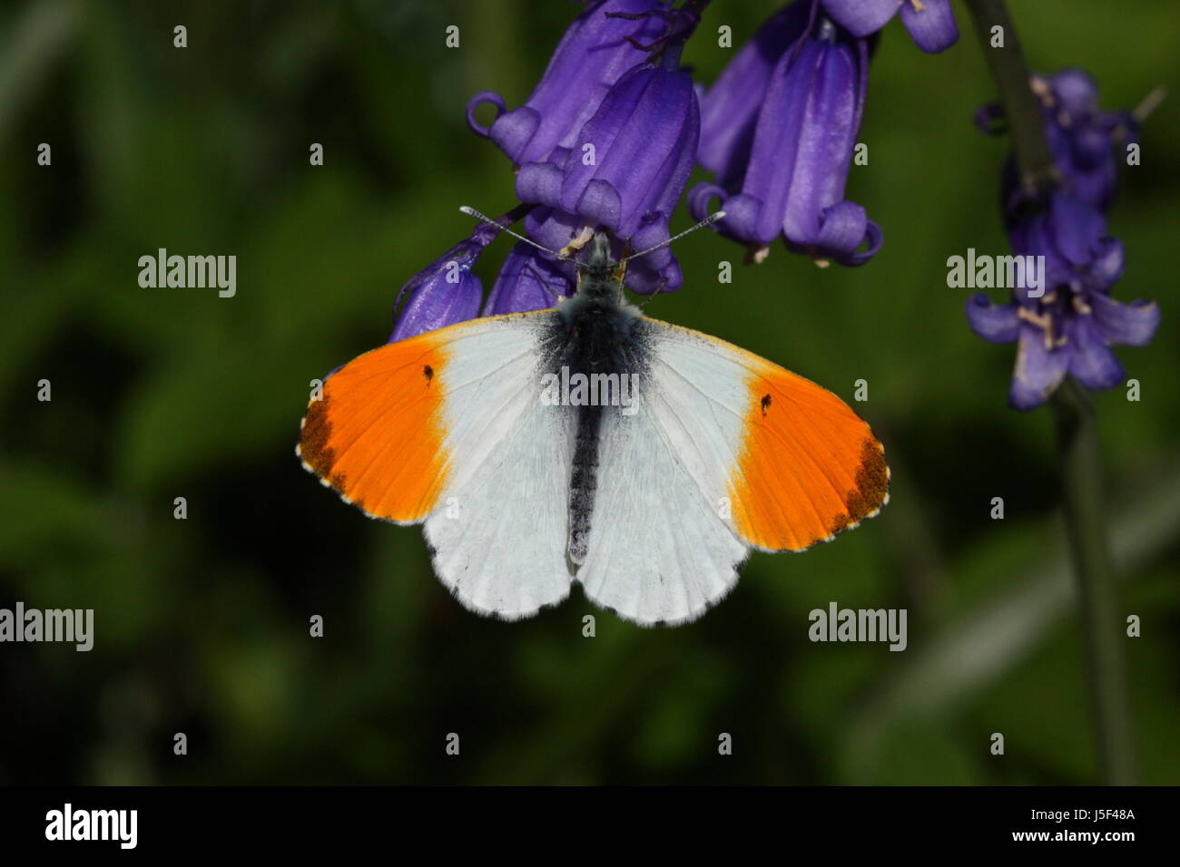 Arancio maschio-punta Butterfly (nectaring su Bluebells) Foto Stock