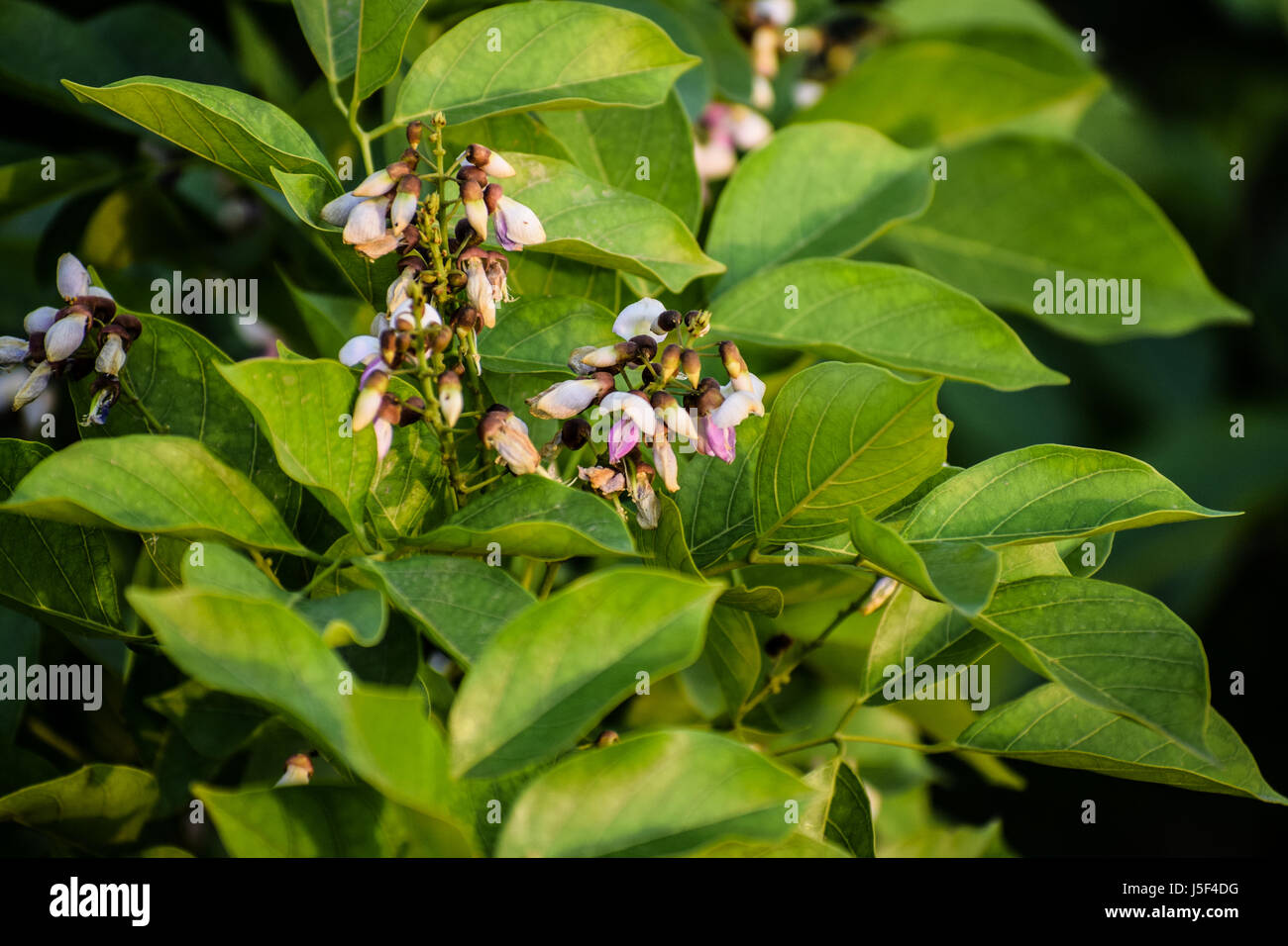 germogli di foglie Foto Stock