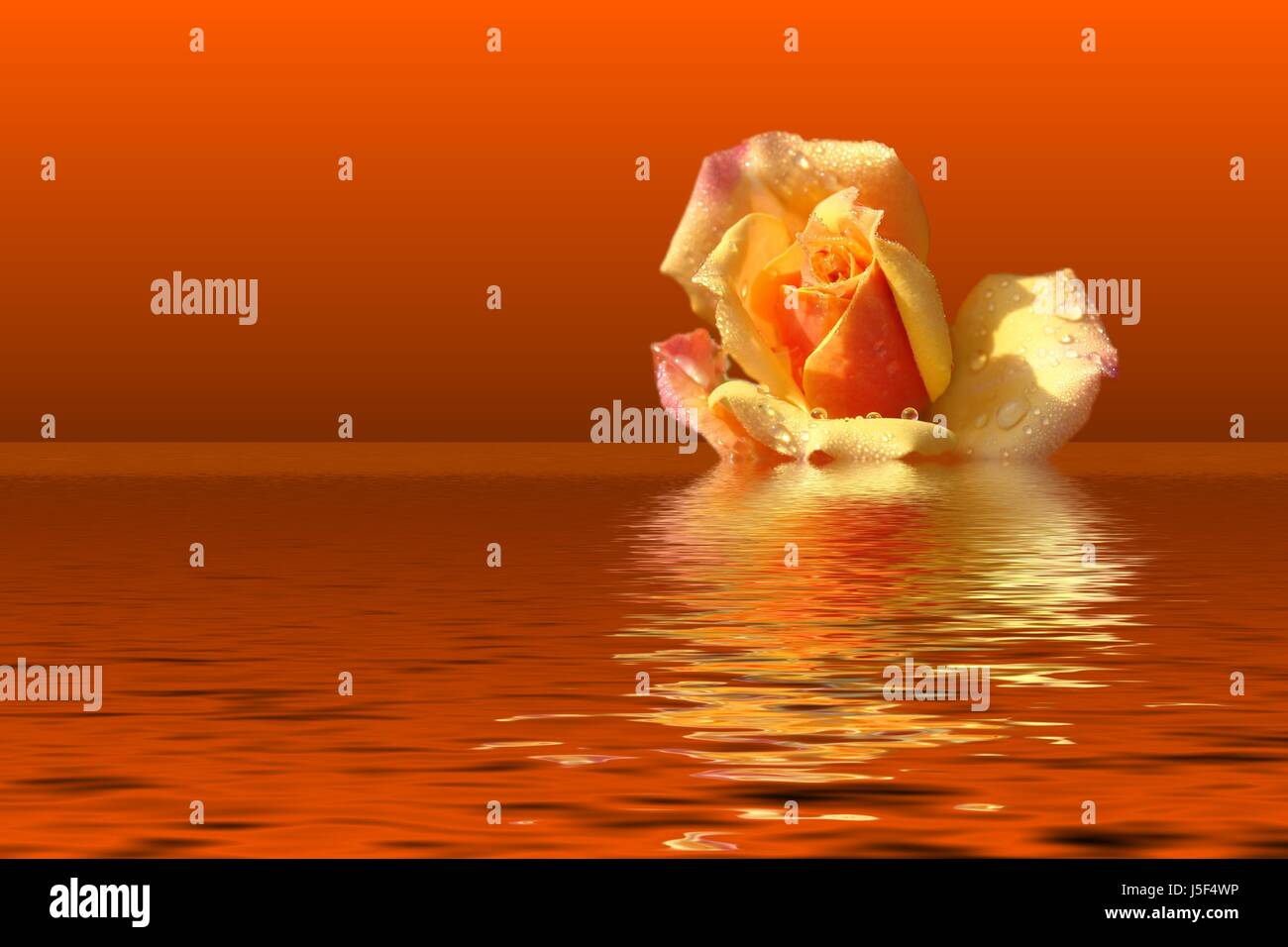 Arte fiore pianta di rose raindrop fantasia composizione fotografica vistosamente Foto Stock