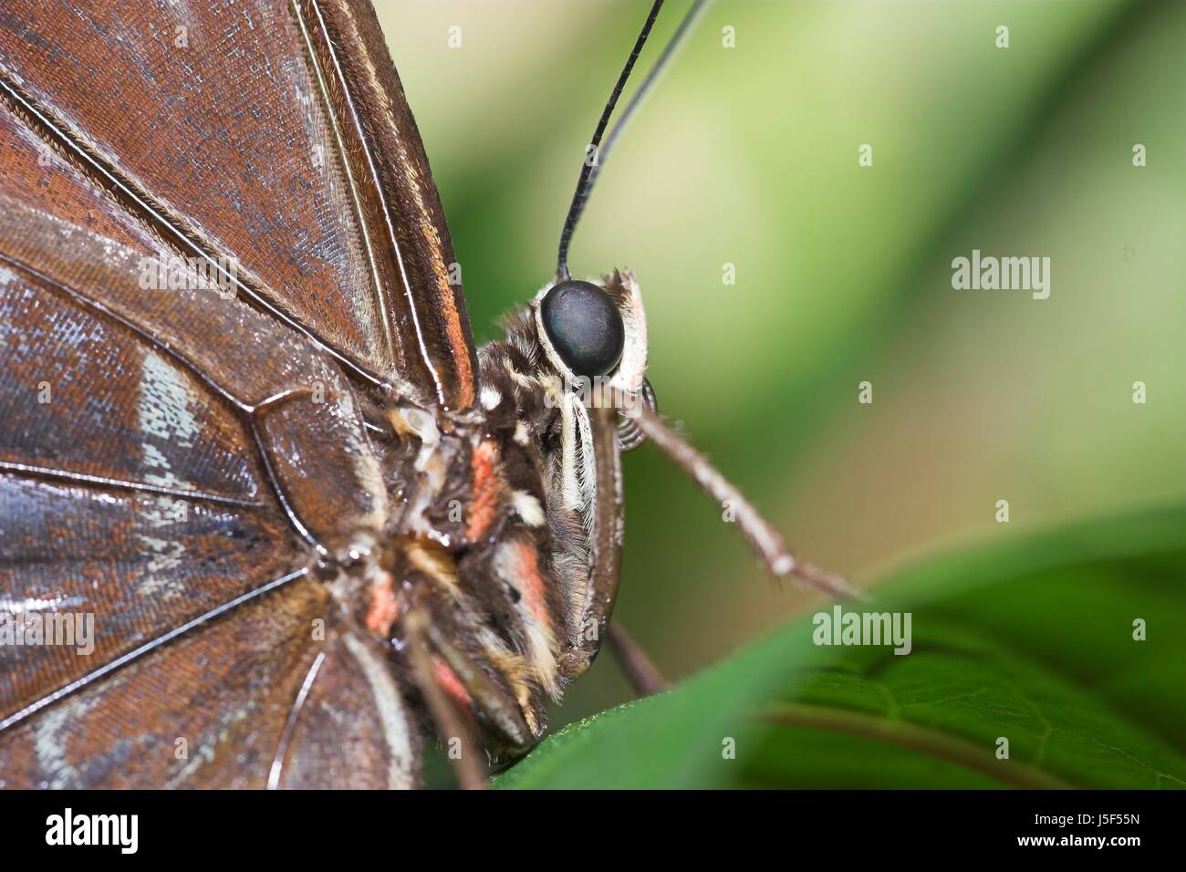 Insetto di colore bruno marrone brunette butterfly linguetta estate summerly nettare di parafango Foto Stock