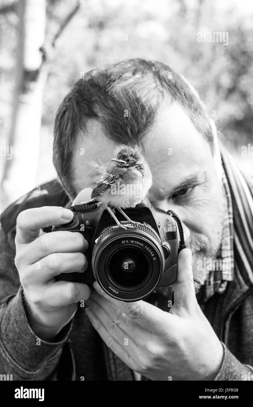 Un fotografo con un giovane songbird sul suo fotocamera Foto Stock