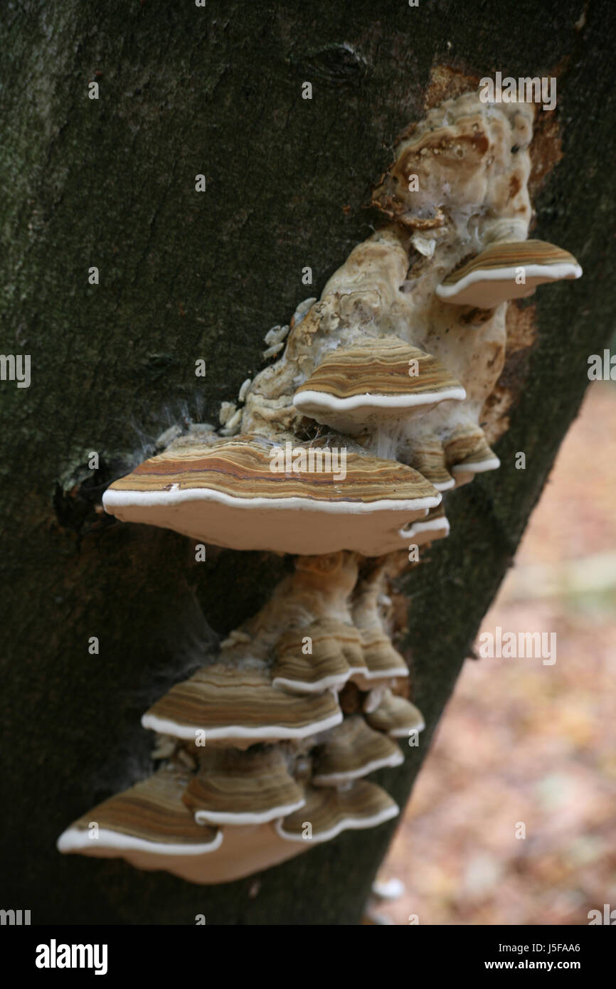 Tronco di albero a fungo della foresta di fungo autunno autunno schmetterlingsporling Foto Stock