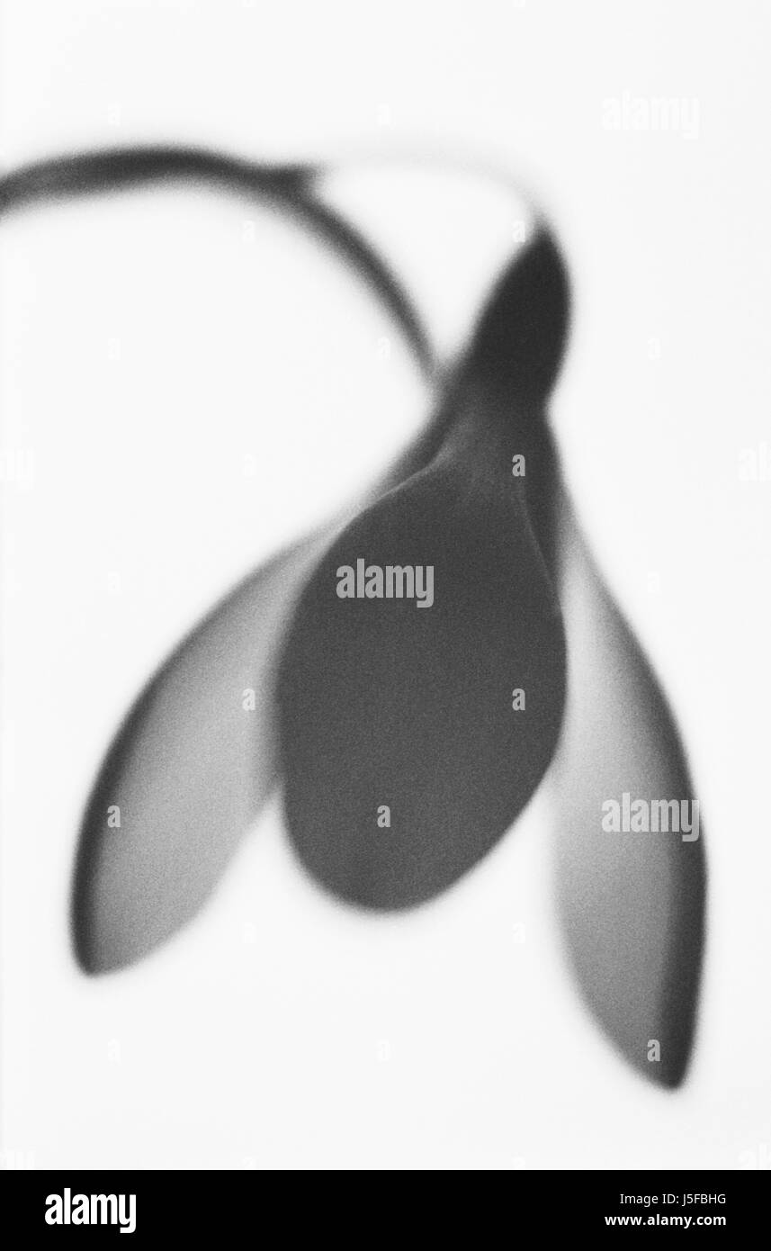 Snowdrop, Galanthus nivalis, Black & White studio shot. Foto Stock