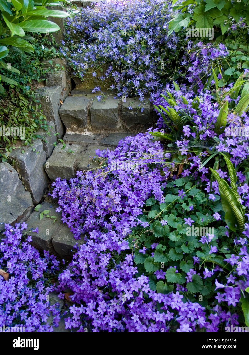 Scale giardino fiore fiori piante giardini di gesso campanula basalto passi 498 Foto Stock