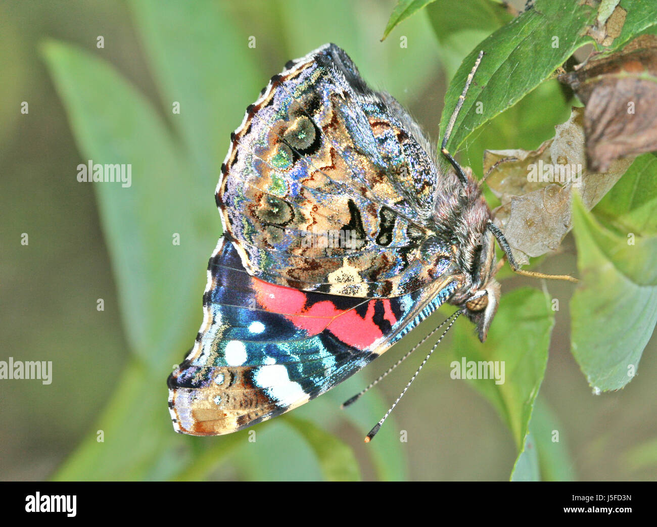 Macro Close-up di ammissione macro vista ravvicinata animale farfalla insetto moth Foto Stock